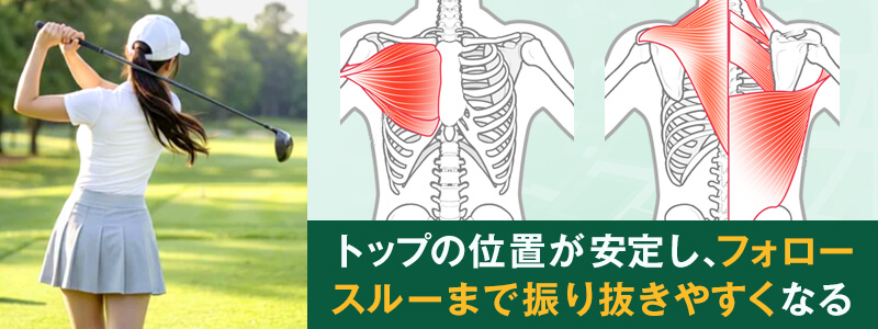 大胸筋・広背筋・肩周りの筋肉